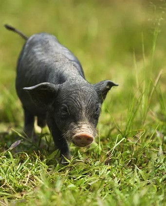 黑豬肉養生功效：滋補健康的營養寶庫